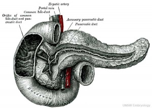 Pancreas adult