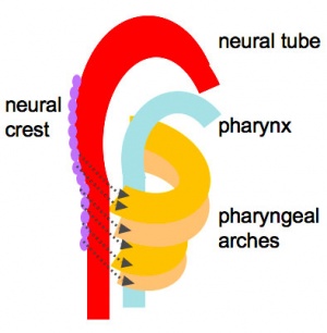 Cartoon Pharynx
