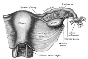 Female Ovary and Uterus