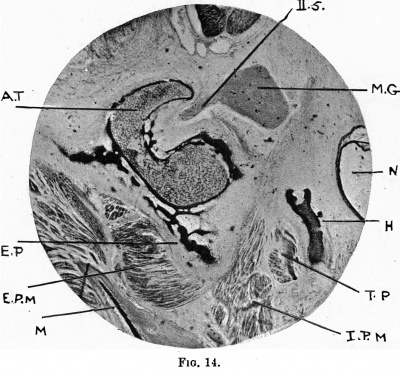 Fig. 14. coronal section of the head of an 80mm. embryo.