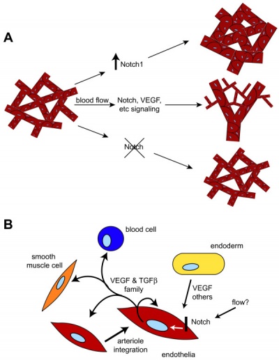 Notch and yolk sac blood vessels model.jpg