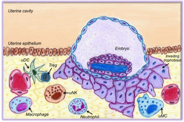 Cells of the innate and adaptive immune system present in the uterus at the time of implantation.jpg