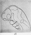 Fig. 18. Reconstruction drawings of the head and brain of early human embryo to show the brain flexures.