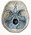 Fig. 4. Dorsal aspect of base of the adult skull.