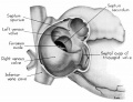fig 4 Dextral heart 25 mm embryo atrium opened