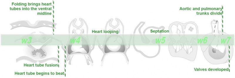 File:Basic Heart Development Timeline.jpg