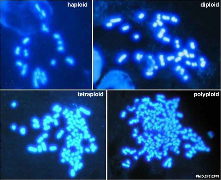 File:Karyotype of parthenogenetic blastocysts.jpg