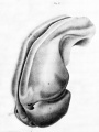 Pl. 1 Fig. 2. Corrosion preparation pericardial and pleuro-peritoneal cavities.