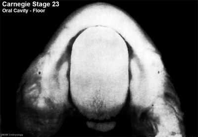 Stage23 embryo oral cavity 01.jpg