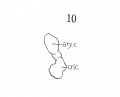 Fig 10 Graphic reconstruction of cricoid and arytaenoid cartilages in human Embryo no. 43 (16 mm.).