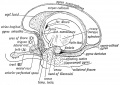 Fig. 18. Showing the parts formed out of the Olfactory Lobe in the brain of an Adult, and the termination of the olfactory roots in the Sub-callosal and Uncinate Gyri.