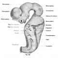 Kollman Fig. 636 cranial nerves human embryo of 10.2 mm CRL