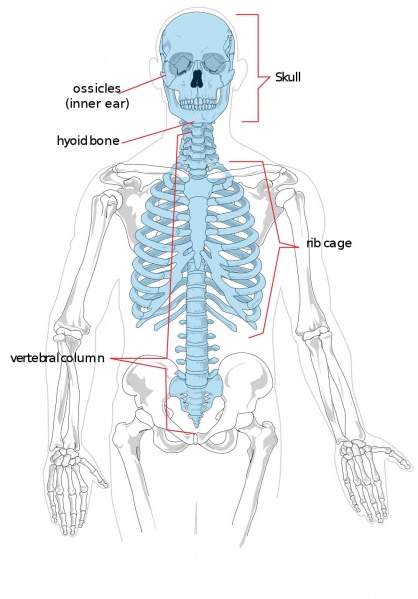 File:Axial skeleton.jpg