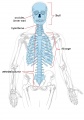 Adult axial skeletonon