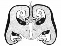 Fig. 444. human fetal fore-brain (fourth month)