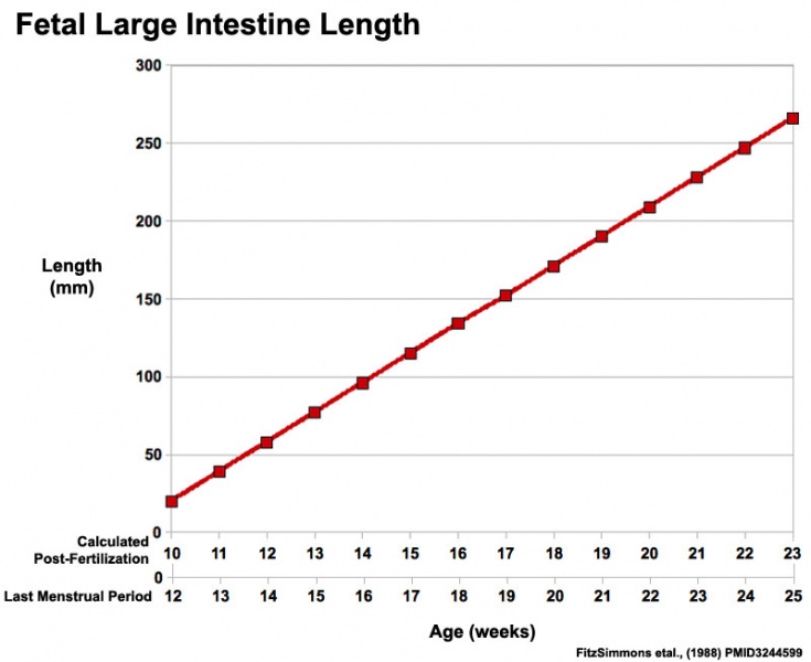 File:Fetal large Intestine length growth graph.jpg