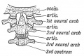 Fig. 59. The nature of the Atlanto-axio-occipital Articulations
