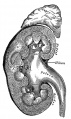 Kidney and adrenal gland (adult)