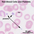 Red Blood Cells and Platelets