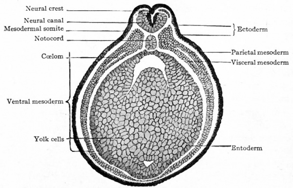 Transverse section of embryo of frog Rana fusca Bonnet