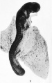 Fig. 9. Early embryo of a dog-fish. The upper end of the figure shows ie enlargement and bending of the brain-part of the neural tube.