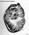 Embryo No. 8794