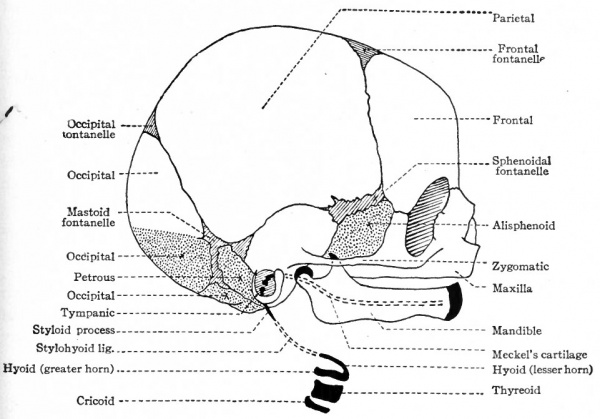 Dog Skull Diagram