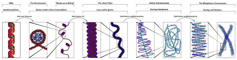 File:Chromatin Structure.png