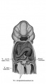 Fig. 425 Human embryo 2.15 mm aortic arches