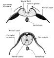 Formation of the Neural Tube