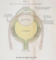 The eye according to Galen. Credits: Magnus, 1901.