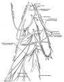 Adult cervical plexus (phrenic nerve shown lower right)