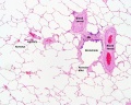 Fig 2. histology of the adult lungs Z5062492 - UNSW image