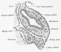 Fig. 515. Spleen in posterior mesogastrium human embryo 10.5 mm