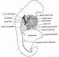 Fig 201. The Form of the Coelom in a 3rd week Embryo as viewed from the right side.