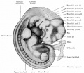 Historic - Human embryo with twenty-seven primitive segments (7 mm., 26 days)