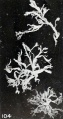 Fig. 104. Hydatiform villi from same specimen. X4.5.