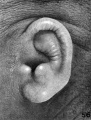 Fig. 56. Embryo No. 1782 135.6 mm