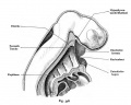 Fig. 348. The Pharyngeal Membrane of the human embryo marked by a dotted line in the sagittal section shown in the head