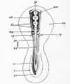 Fig. 27. Embryo of the chick between thirty and thirty-six hours, viewed from above as an opaque object.