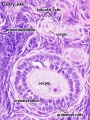 Ovary histology (monkey) showing the primordial and primary follicle