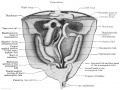 Fig. 631 posterior abdominal wall human embryo 19.4 mm