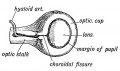 Fig. 147. The Optic Stalk and Cut), viewed on the lower and lateral aspect, showing the closure of the Choroidul Fissure.