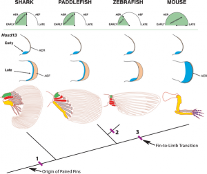 Digit origin - Tree shows phylogenetic relationships of shark, paddlefish, zebrafish and mouse