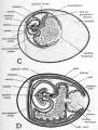 Fig. 30.cd Schematic diagrams to show the extra-embryonic membranes of the chick