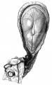Dorsal view of Carnegie embryo No. 5960.