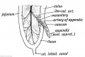 Fig. 225 A.The Appendix and Peritoneal Folds at the end of the 2nd month of foetal life. The Intestinal Loop is viewed from the left side.