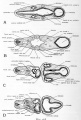 Fig. 46. Diagrams of transverse sections-Dlarfour-day chick.