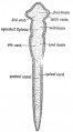 Fig. 72. Four Primary Divisions of the Neural Tube.