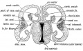 Fig. 168. Transverse Section of the brain of a Human Foetus at the commencement of the 3rd month to show the Cerebral Vesicles overlapping the Thalamencephalon.